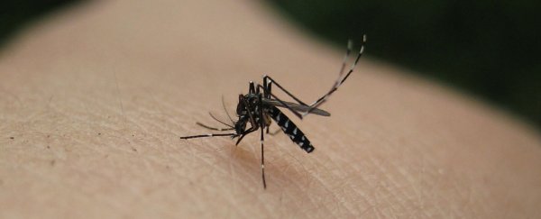 Scientists have finally discovered why we can’t escape mosquitoes
