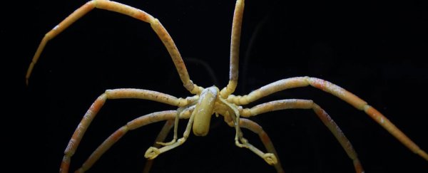Sea spiders stay alive by pumping their guts, not their heart, to circulate oxygen