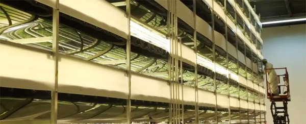 The world's largest vertical farm is set to open in New Jersey this year