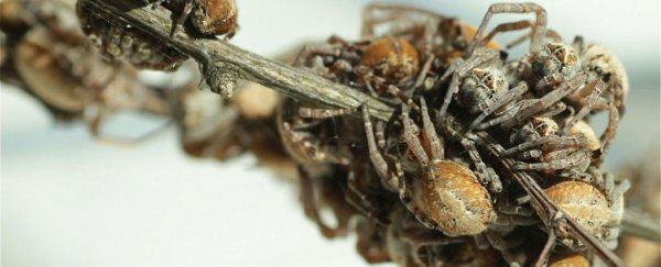 These baby spiders demand the flesh of their mothers when they get hungry