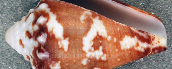 Sea snail venom could provide a new, long-lasting alternative to opioid painkillers
