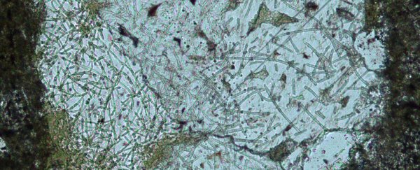 The world's oldest fungus might have just been found buried under South Africa