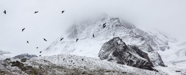 Ice cores dating from the Black Death challenge the concept of 'natural' lead levels