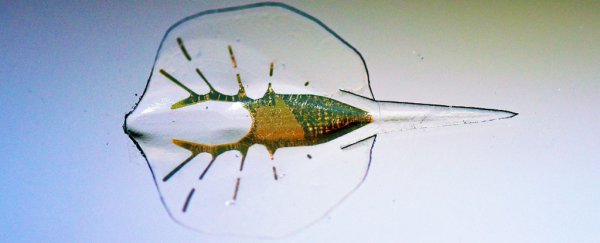 Scientists created a cyborg stingray powered by the heart of a rat