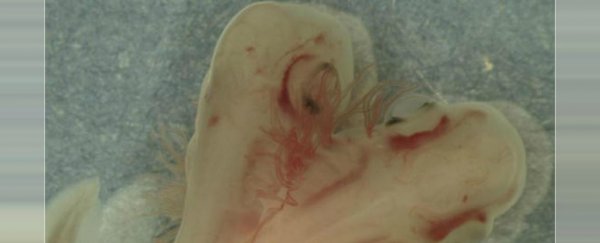 Scientists discover a bizarre two-headed shark growing in the lab