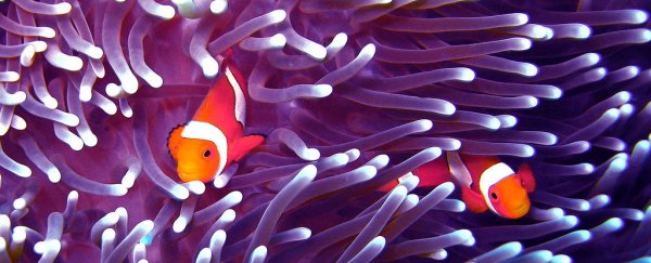 Reef fish can adjust the sex of their offspring as water temperatures rise