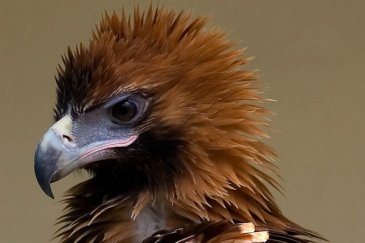 Australian scientists solve the mystery of the wedge-tailed eagle’s diet