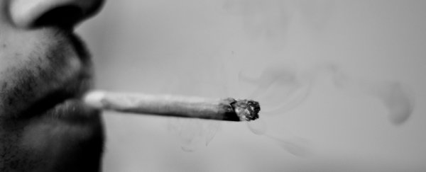 Scientists identify the gene variant that influences how much cannabis affects you
