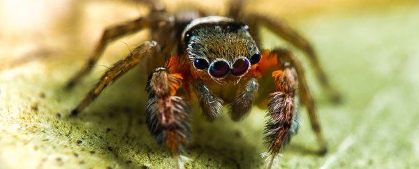 Australian Scientists Discover More Than 50 New Spider Species on a Single Expedition