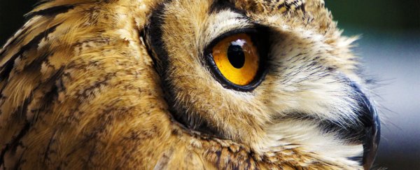 The largest study of life forms ever has estimated that Earth is home to 1 TRILLION species