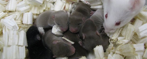 These healthy space pups were born from sperm that spent 9 months in orbit