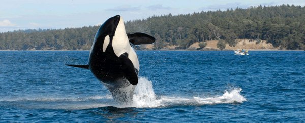 The world's oldest known orca, Granny, is believed to have died