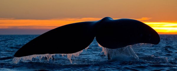 In the current mass extinction, the largest marine animals will be the first to go