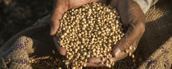Global hunger will drop to its lowest levels ever this decade