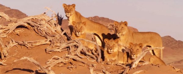 The most famous lion family in Namibia has been poisoned