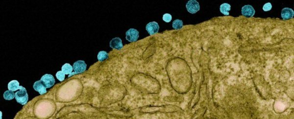 A single injection of antibodies protects monkeys against HIV for nearly 6 months