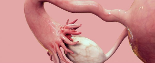 New 3D-printed ovaries have allowed infertile mice to give birth