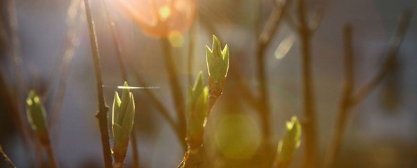 Artificial photosynthesis could power homes in a few years, say researchers