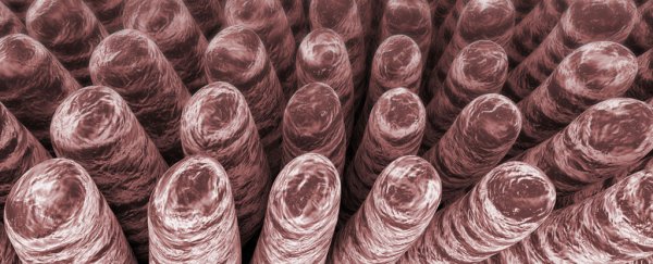 New batteries that mimic the human intestine could store 5 times more energy