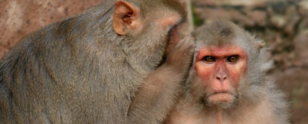 Scientists link up monkey and rat brains in world-first experiment