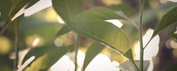 New artificial material mimics photosynthesis to create clean, self-sustaining energy source