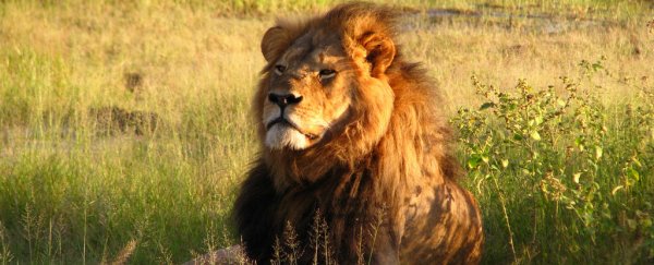 US adds African lions to endangered species list after Cecil controversy