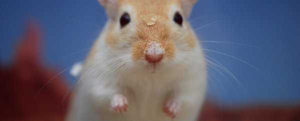 The Black Death was probably caused by gerbils, not rats