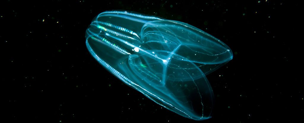 https://www.sciencealert.com/scientists-think-comb-jellies-not-sponges-were-actually-the-first-animal-to-evolve