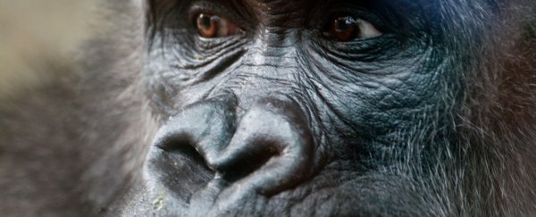 Half of our HIV strains came from gorillas, study reveals