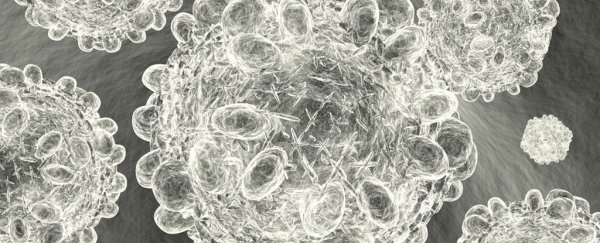 Hepatitis C has been eradicated in 20 patients who received infected kidney transplants