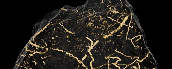 We just found 500-million-year-old fossils from the earliest complex life on Earth