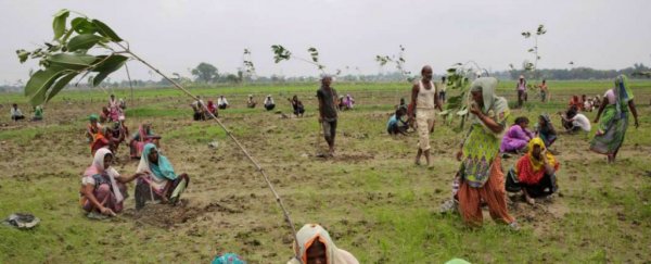 India planted 50 million trees in just 24 hours last week