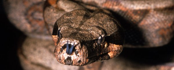 Woman calls 911: "I have a boa constrictor stuck to my face"
