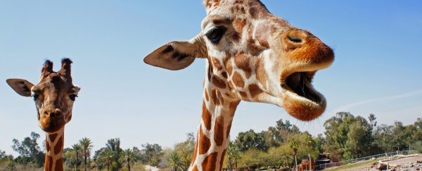 Giraffes hum to each other at night, researchers have discovered