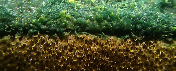 You don't want to know how germ-ridden your kitchen sponge really is
