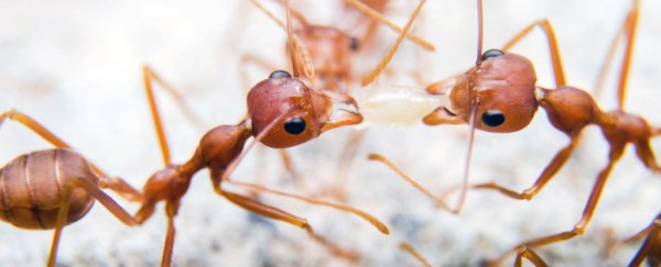 Fire ant venom could be a surprising new treatment for psoriasis