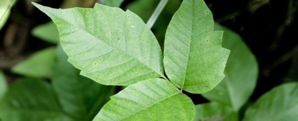 Scientists just figured out why poison ivy makes us itch so much