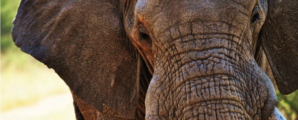 Four rangers tasked with protecting elephants have been killed by poachers