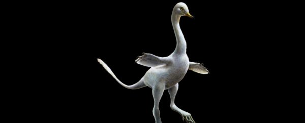 Newly Discovered Duck-Like Dinosaur Had a Neck Like a Goose And Velociraptor Claws
