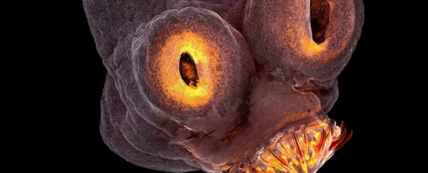 9 of the very best science and nature photos of 2017