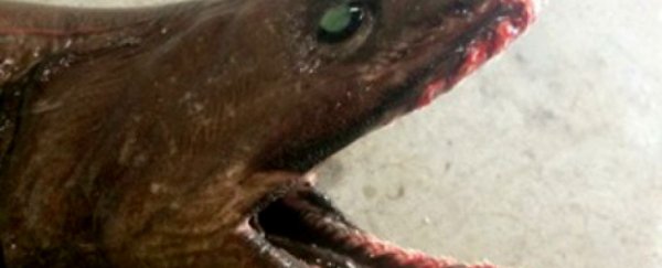 A rare frilled shark has been caught in Australia