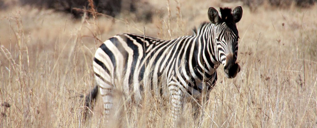 Zebra stripes aren't used for camouflage or mate selection