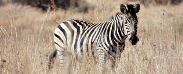 Zebra stripes aren't used for camouflage or mate selection, study finds