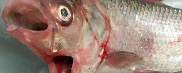 A fish with two mouths has been caught in South Australia