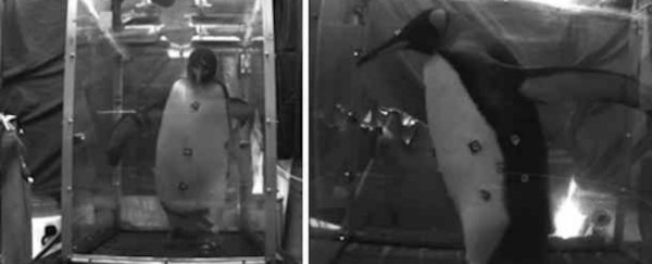 Watch rotund penguins waddling on treadmills, because science