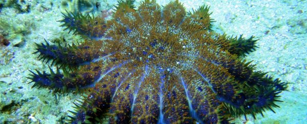 A cheap pantry ingredient can wipe out 100% of coral-eating starfish
