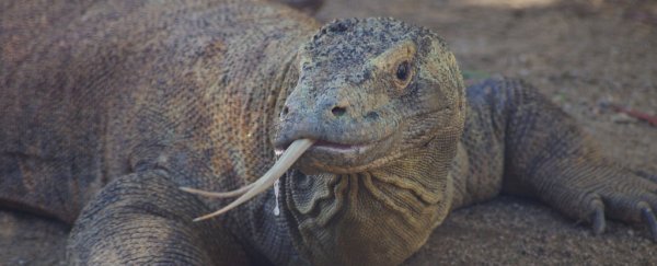 The blood of Komodo dragons could help us to slay antibiotic resistance