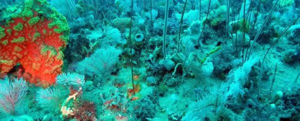 New reef discovered off Australia's south coast rivals the Great Barrier Reef