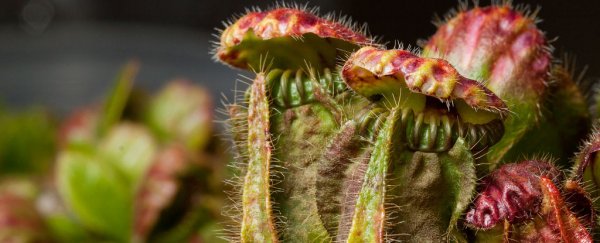 Scientists finally understand how pitcher plants developed the taste for flesh
