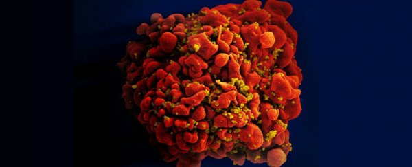 A new AIDS vaccine is about to be trialled in humans for the first time